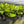 Fiddle Leaf Fig (Ficus)