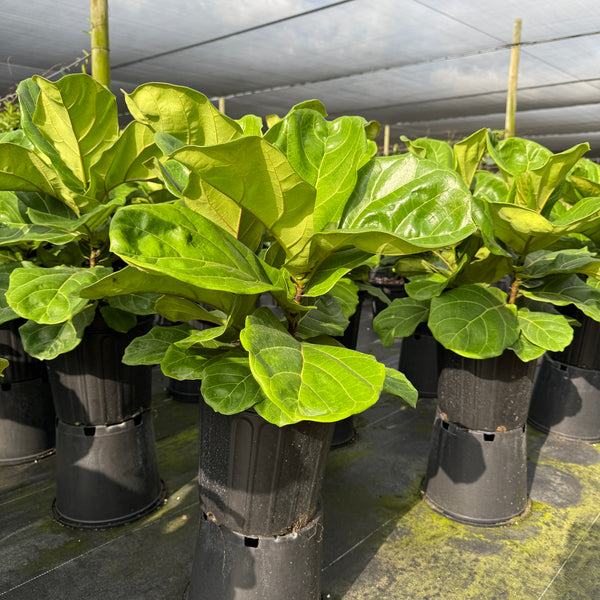 Fiddle Leaf Fig (Ficus)