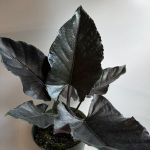 Alocasia Antoro Velvet 6" pot