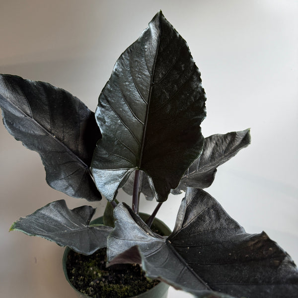 Alocasia Antoro Velvet 6" pot