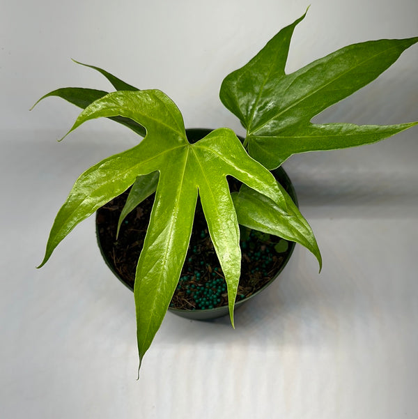 Anthurium Pedatoradiatum