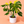 Monstera Yellow Marylin