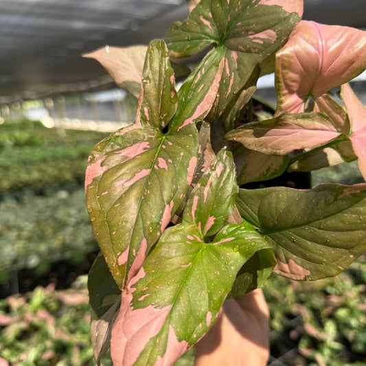 Rare Pink splash tricolor 6" pot - Rare Collector's Houseplant