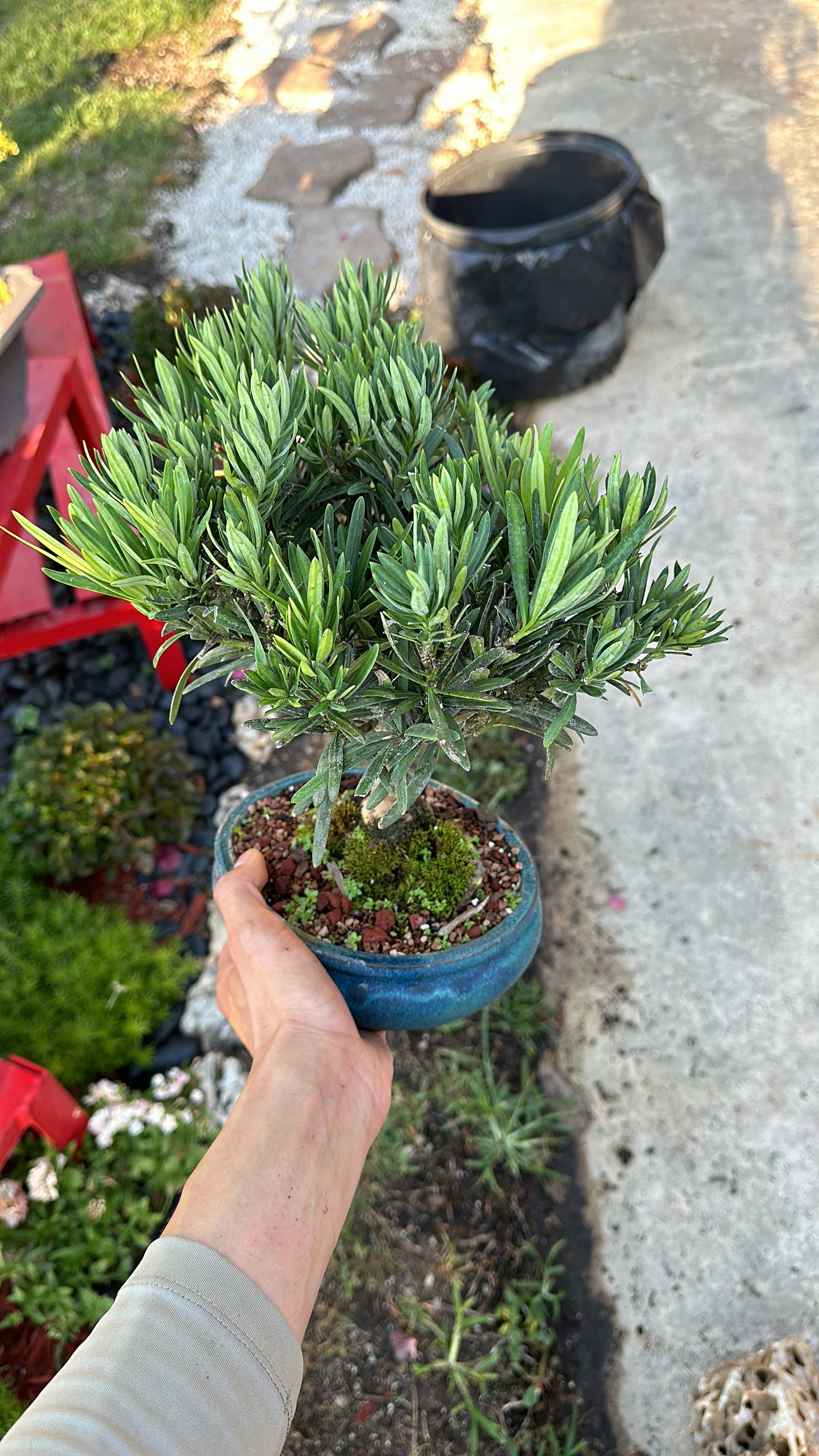 Invoice Jessie Dragon bonsai / podocarpus blue pot