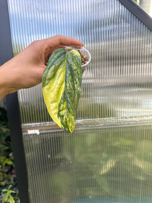 Variegated monstera Peru single leaf rooting