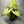 Syngonium Butterfly
