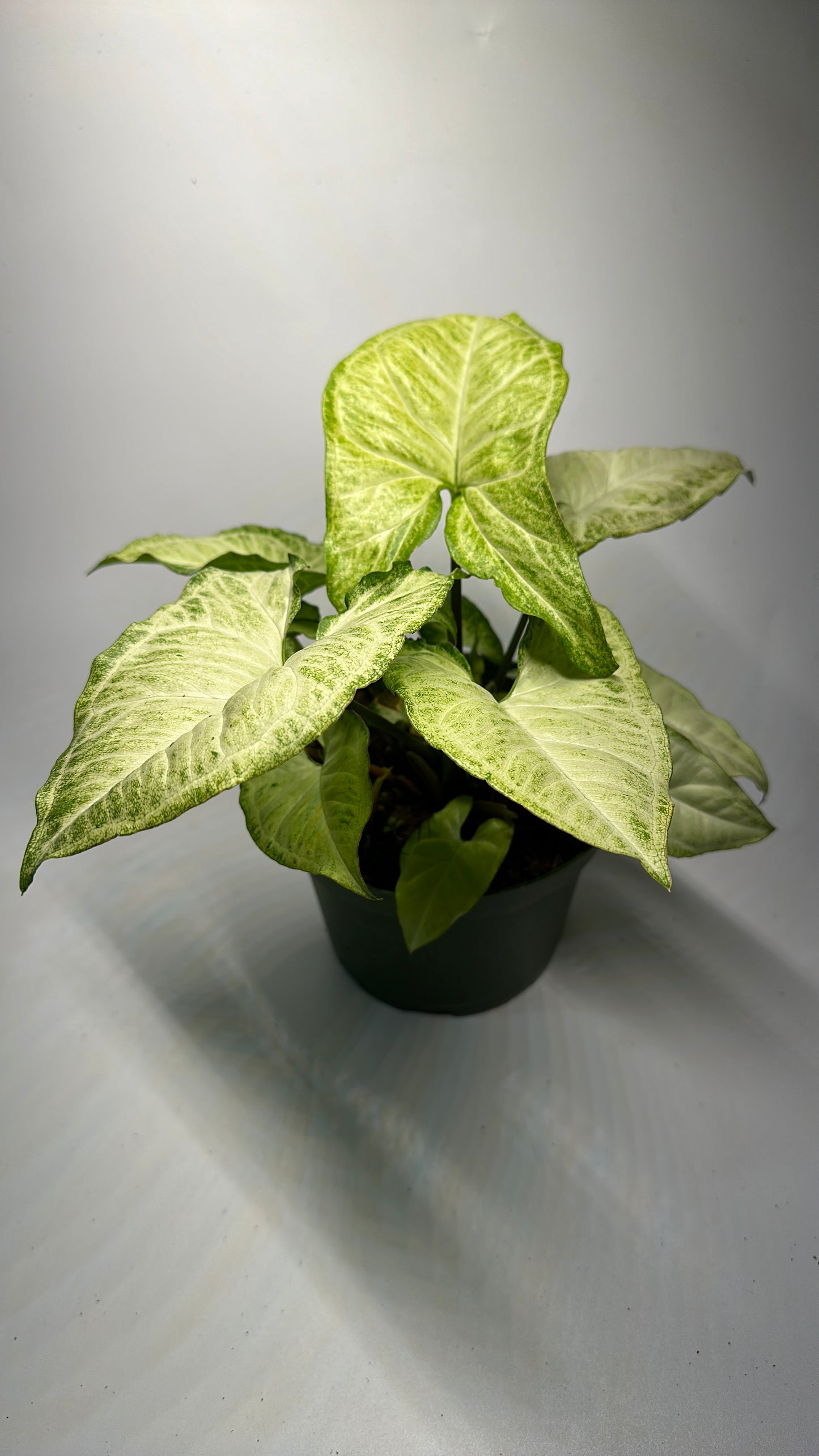 Syngonium butterfly 6"