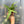 Anthurium Vittarifolium