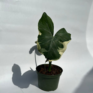 Variegated Alocasia Mickey Mouse