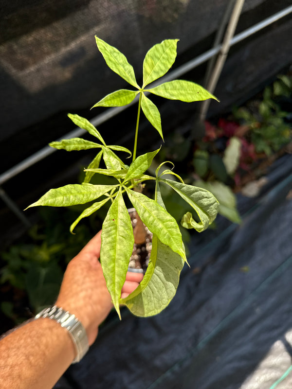 Variegated Money Tree