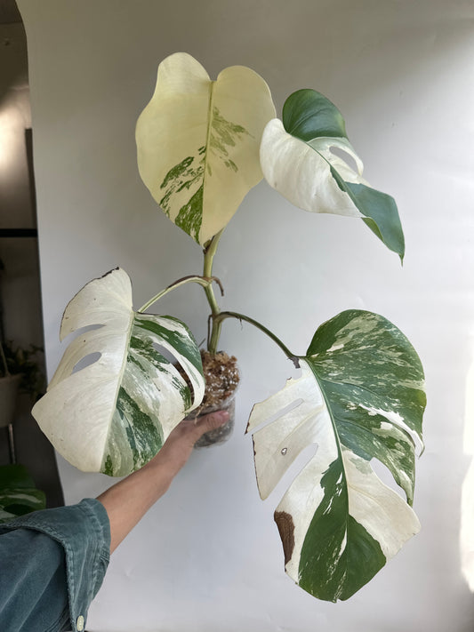 Monstera Borgisiana albo variegated MAV5