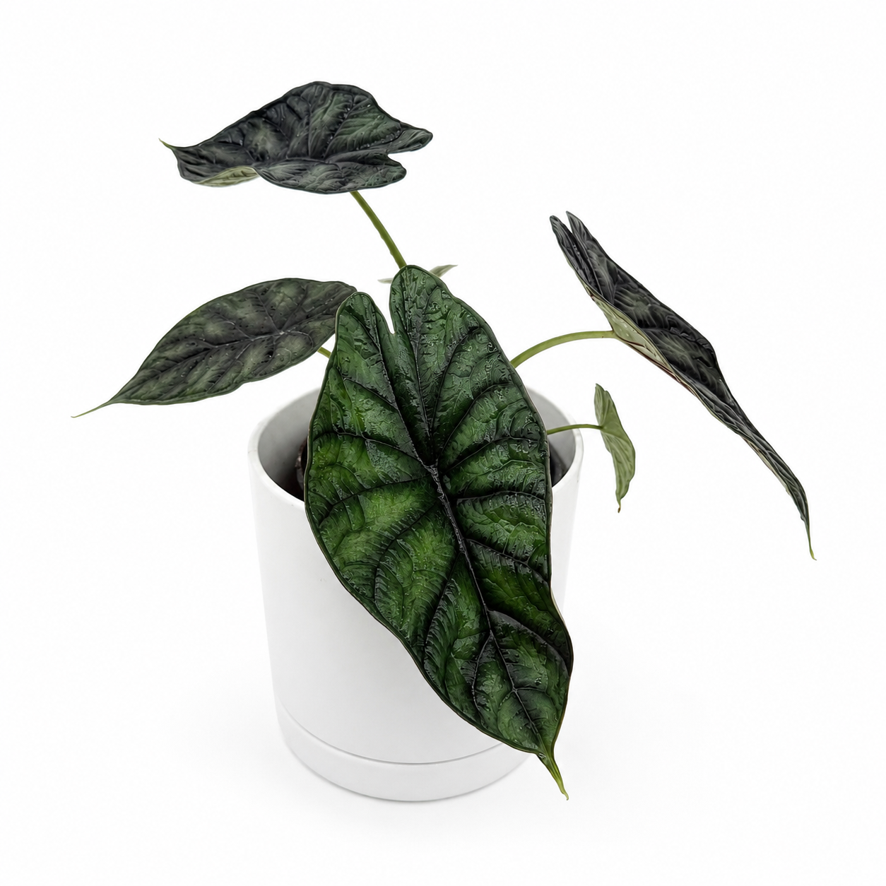 dragon scale philodendron 4" Pot Alocasia Dragon Scale