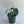 Philodendron Plowmanii