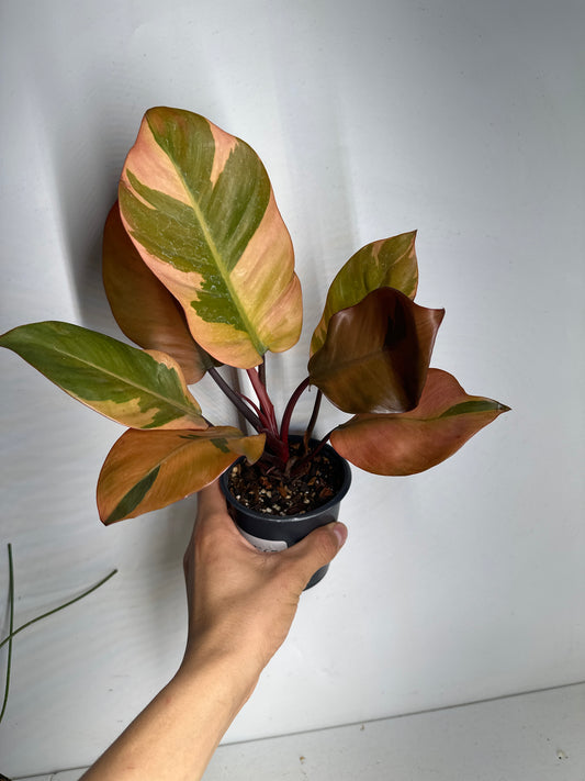 Philodendron black cardinal variegated