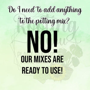 Coffee Plant Premium Potting Mix