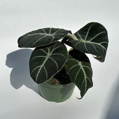 Alocasia black velvet 6" pot