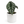 Alocasia White Dragon