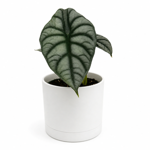 Alocasia White Dragon