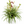 Inner Variegated Spider Plant