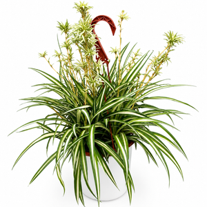 Inner Variegated Spider Plant