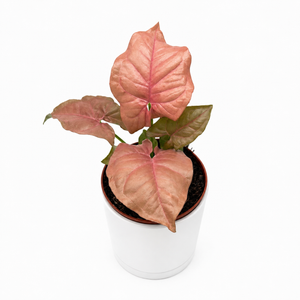 Syngonium Neon Pink