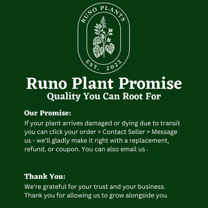 Beginner Friendly Mystery Box Bundle - 3 Plants in 4-inch Pots