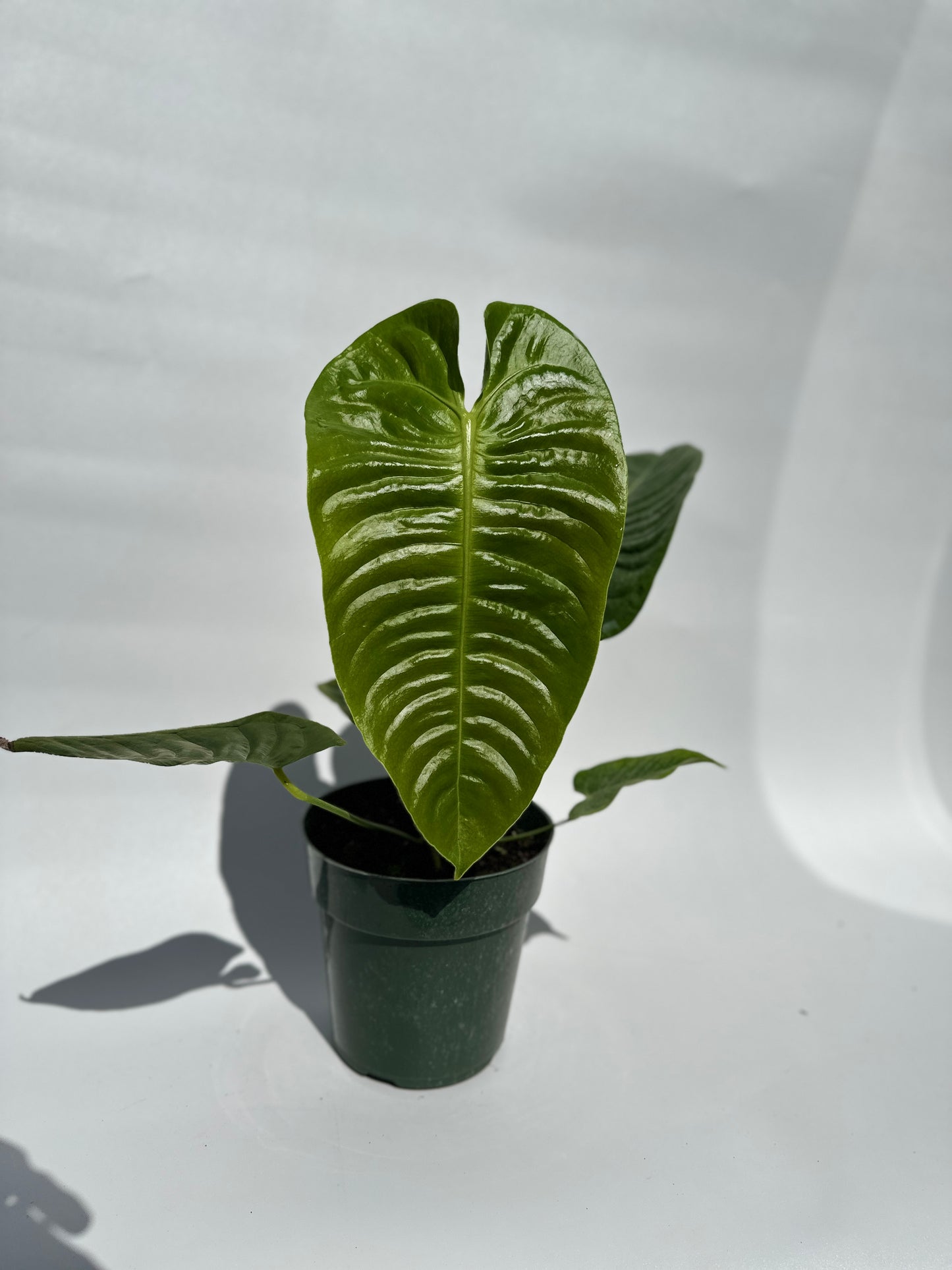 Anthurium veitchii