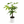 Braided Money Tree