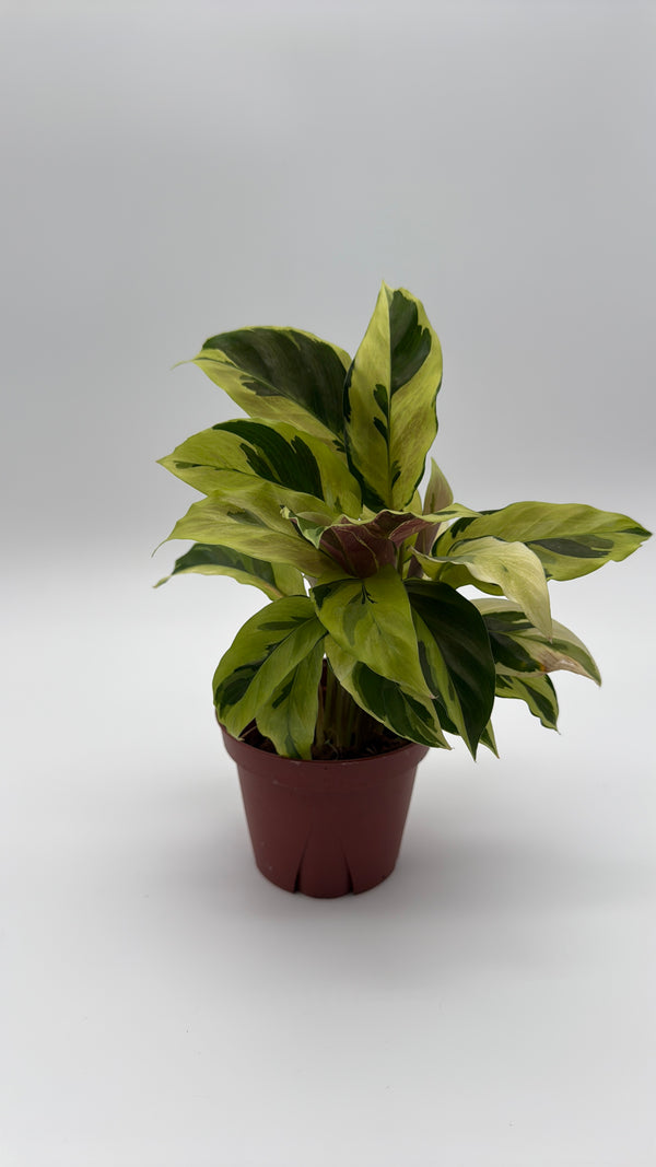 Calathea Yellow Fusion