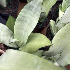 Beginner Friendly Mystery Box Bundle - 3 Easy-Care Plants