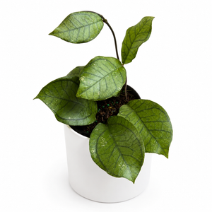 Hoya Ranauensis