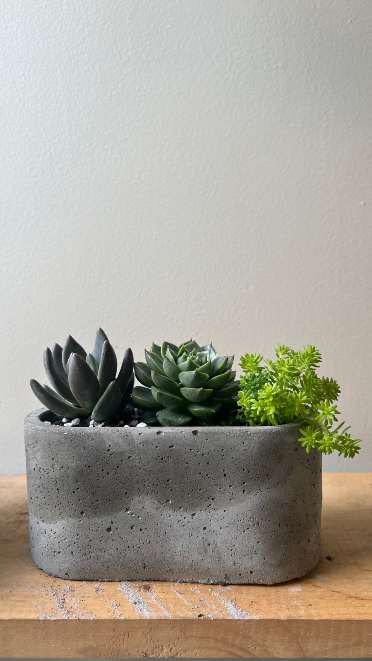 Succulents in concrete pots