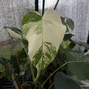 Variegated Monstera Albo Borsigiana