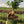 Ficus Ginseng
