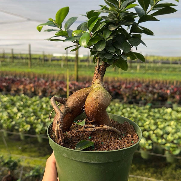 Ficus Ginseng