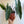 Philodendron Billitie