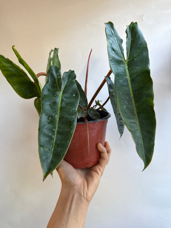 Philodendron Billitie