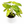 Philodendron Paraiso Verde