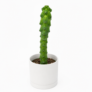 Boobie Cactus