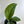 Monstera Pinnatipartita