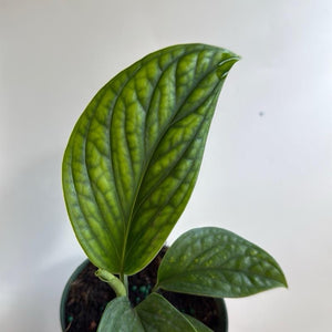 Monstera Pinnatipartita