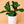 Large Ficus Fiddle Leaf Fig