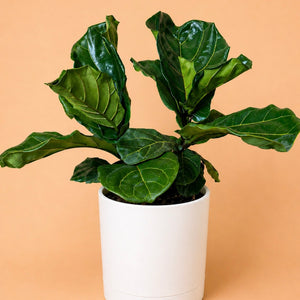 Large Ficus Fiddle Leaf Fig