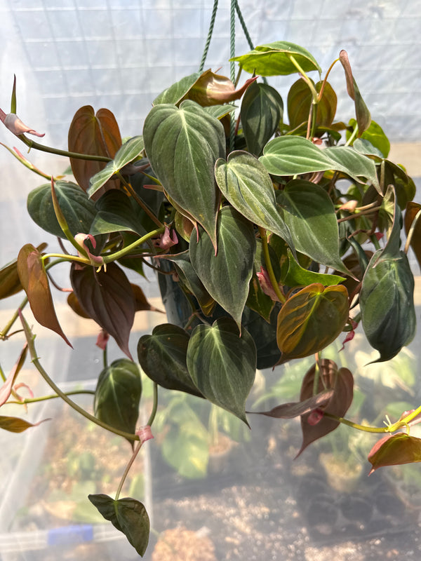 Philodendron Micans