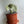 Mermaid Tail Cactus