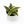 Sansevieria 'Ghost Blade'