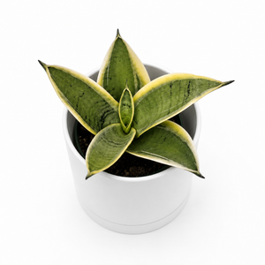 Sansevieria 'Ghost Blade'