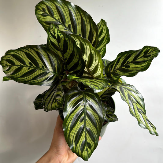 Calathea Makoyana 6" pot