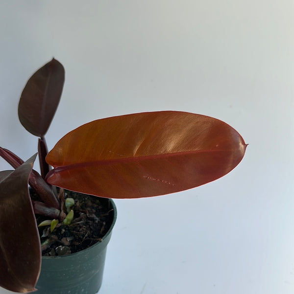 Philodendron Khathaleen