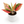 Aglaonema Pink Legacy